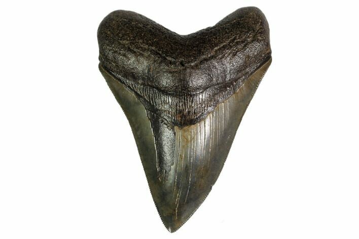 Serrated, Fossil Megalodon Tooth - Georgia #159742